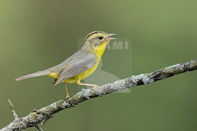 Adult
Nuevo Leon, Mexico
May 2022 stock-image by Agami/Brian E Small,