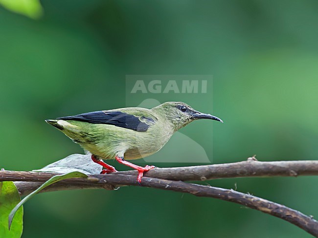 Onvolwassen Mannetje Blauwe Suikervogel zittend op tak, Immature male Red-legged Honeycreeper perched on a branch stock-image by Agami/Alex Vargas,