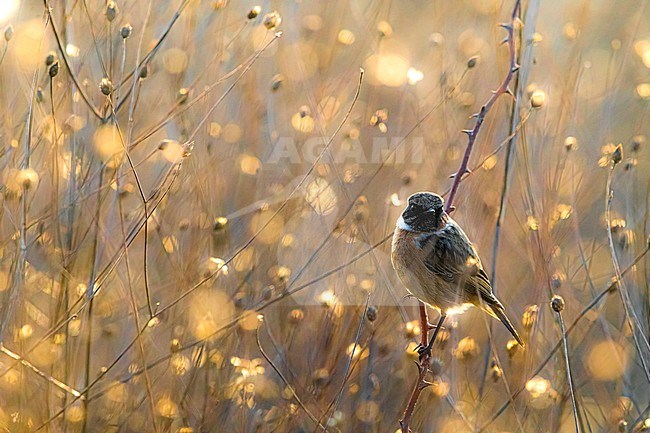 Wintering male European Stonechat (Saxicola rubicola) in Italy. Photographed with early morning backlight. stock-image by Agami/Daniele Occhiato,