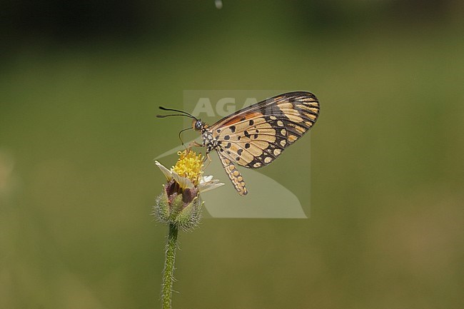 Small Orange Acraea, Acraea serena stock-image by Agami/Arie Ouwerkerk,