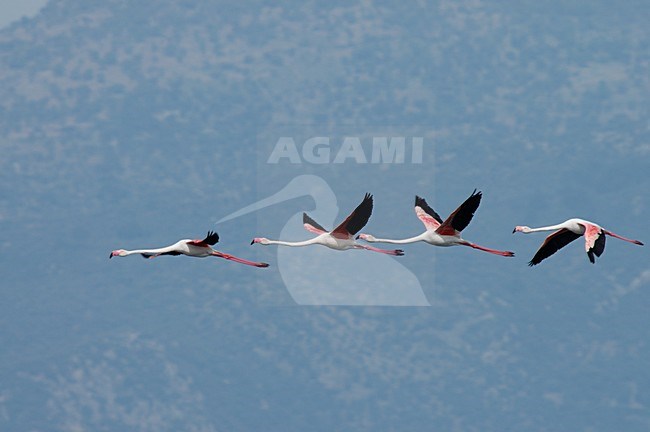 Greater Flamingo flock flying, Greece; Flamingo groep vliegend stock-image by Agami/Marc Guyt,