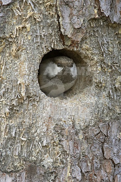 Siberian tit looking out nest hole, Bruinkopmees kijkt uit nestholte stock-image by Agami/Jari Peltomäki,