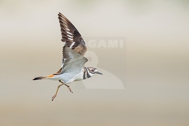 Adult
Galveston Co., TX
May 2023 stock-image by Agami/Brian E Small,