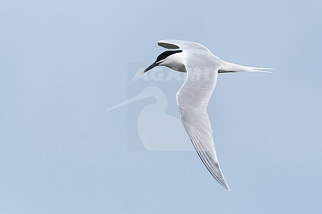 Sandwich Tern, Grote Stern, Sterna sandvicensis, Spain, adult stock-image by Agami/Ralph Martin,