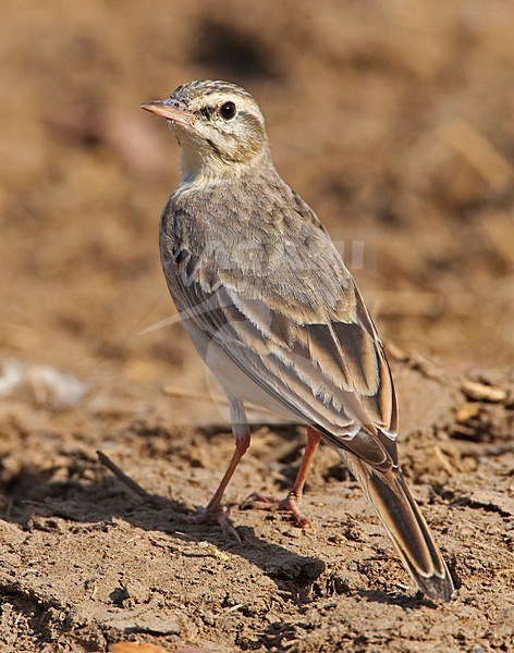 Duinpieper; Tawny Pipit stock-image by Agami/Markus Varesvuo,