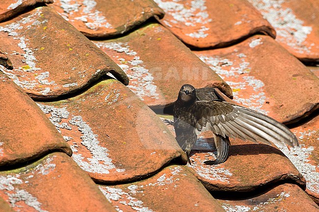Gierzwaluw zittend op een dak van een huis; Common Swift perched on a rooftop stock-image by Agami/Marc Guyt,
