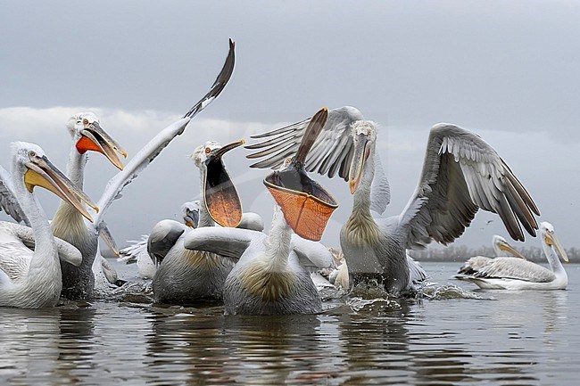 Dalmatian Pelican (Pelecanus crispus) feeding on fish on lake Kerkini in Greece. stock-image by Agami/Marcel Burkhardt,