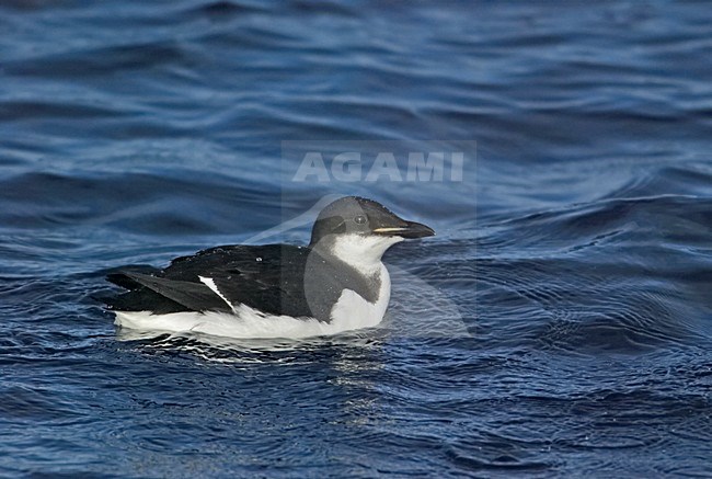 Kortbekzeekoet zwemmend, Thick-billed Murre swimming stock-image by Agami/Markus Varesvuo,