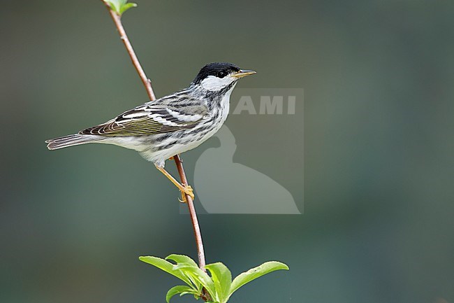 Adult male Blackpoll Warbler (Dendroica striata) during spring migration in Galveston County, Texas, USA. stock-image by Agami/Brian E Small,