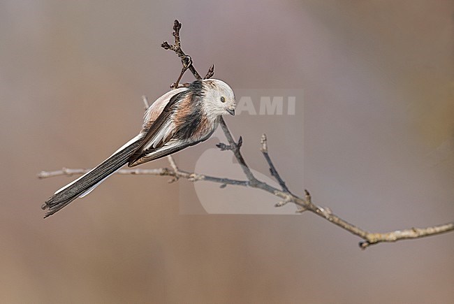 Long-tailed Tit (Aegithalos caudatus) in northern Italy stock-image by Agami/Alain Ghignone,