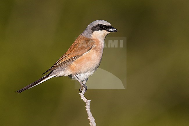 Adult male Red-backed Shrike, Lanius collurio, in Italy. Perched on a twig. stock-image by Agami/Daniele Occhiato,