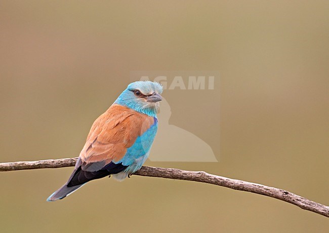 European Roller adult perched; Scharrelaar volwassen zittend stock-image by Agami/Markus Varesvuo,