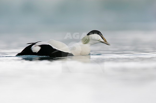 Roepend mannetje Eider; Calling male Common Eider stock-image by Agami/Menno van Duijn,