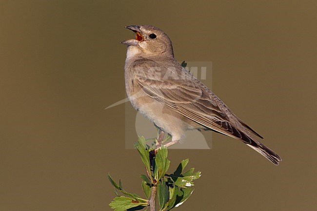 Bleke Rotsmus zingend; Pale Rock Sparrow singing stock-image by Agami/Daniele Occhiato,