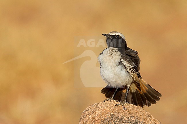 Red-rumped Wheatear - Fahlbürzel-Steinschmätzer - Oenanthe moesta, Morocco, adult male stock-image by Agami/Ralph Martin,