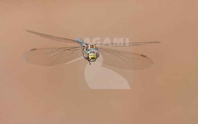 Vliegende imago Venglazenmaker; Flying Adult Moorland Hawker; Flying Adult Common Hawker stock-image by Agami/Fazal Sardar,