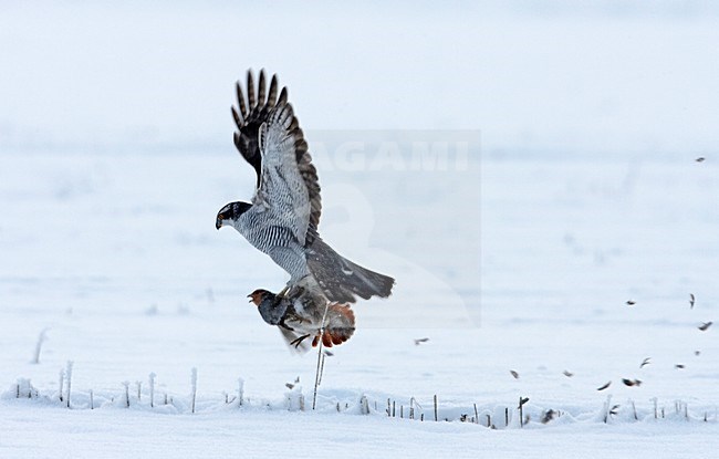 Havik met prooi; Northern Goshawk with prey stock-image by Agami/Jari Peltomäki,