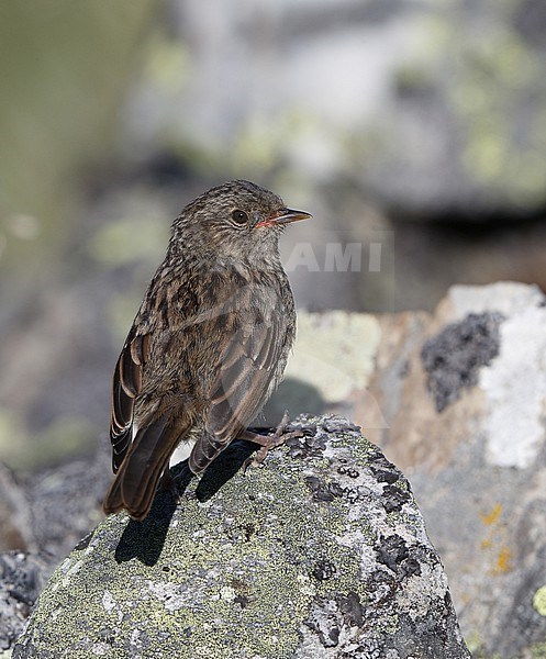 Iberian Dunnock (Prunella modularis mabbotti) juvenile perched at a rock in the Cantabrian Mountains, Castillia y Leon, Spain stock-image by Agami/Helge Sorensen,