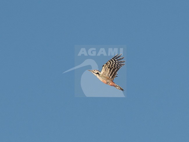 Side view of a White-backed Woodpecker (Dendrocopos leucotos) in flight, showing under wing. Finland stock-image by Agami/Markku Rantala,