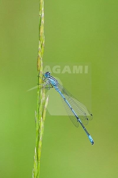 Coenagrion puella - Azure damselfly - Hufeisen-Azurjungfer, Germany (Baden-Württemberg), imago stock-image by Agami/Ralph Martin,