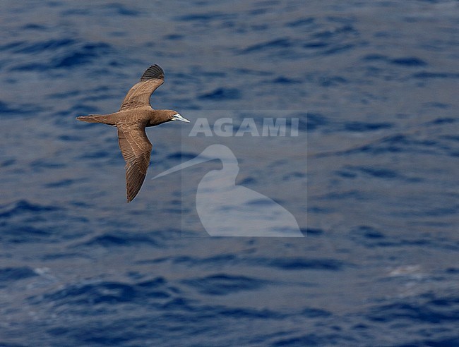 Subadult Brown Booby (Sula leucogaster leucogaster) off Ascension island in the mid atlantic ocean. Seen from above in flight. stock-image by Agami/Marc Guyt,