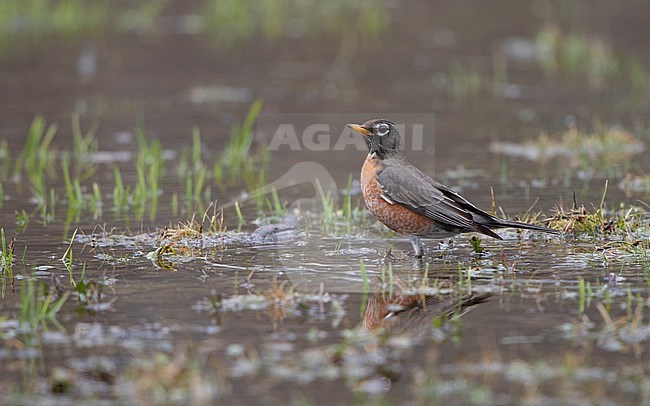 American Robin (Turdus migratorius), adult male standing in water at New Jersey, USA stock-image by Agami/Helge Sorensen,