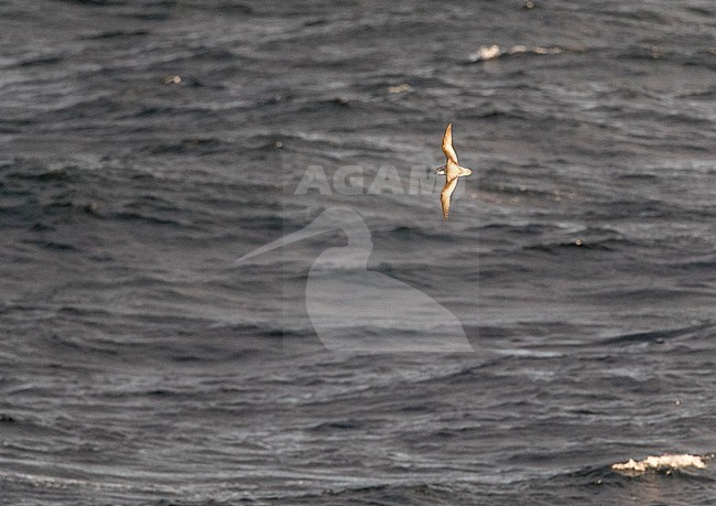 Mottled Petrel, Pterodroma inexpectata) flying over Subantarctic waters of New Zealand. It is a transequatorial migrant, breeding in New Zealand and some of the Subantarctic islands, then moving to the Bering Sea, concentrating in the Gulf of Alaska. stock-image by Agami/Marc Guyt,