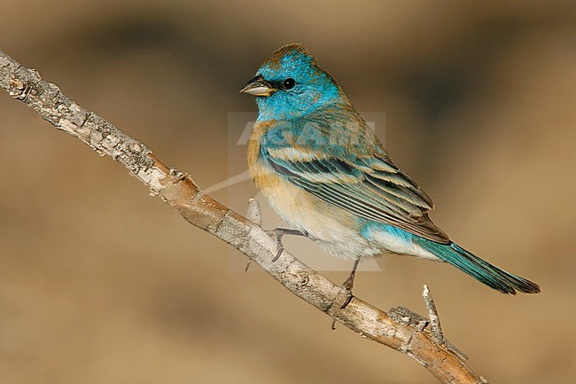 Adult male
Riverside Co., CA
April 2008 stock-image by Agami/Brian E Small,