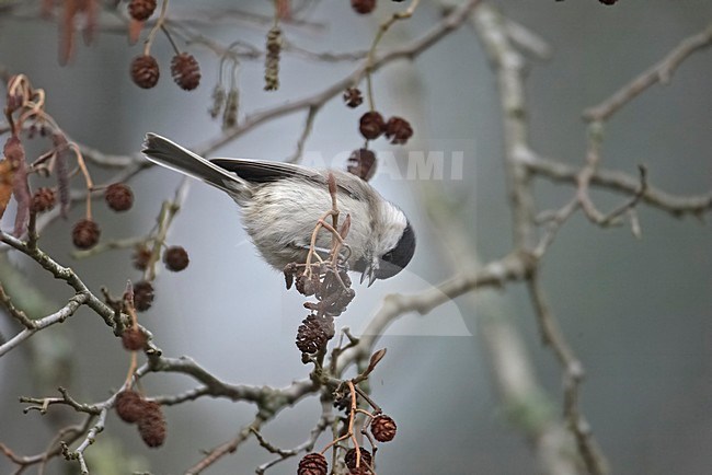 Glanskop zittend op een takje; Marsh Tit perched on twig stock-image by Agami/Markus Varesvuo,