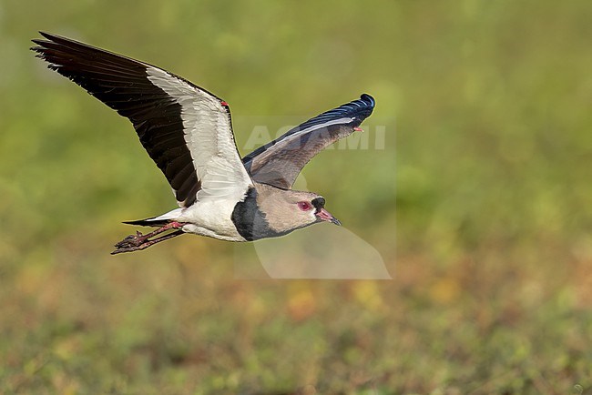 Southern Lapwing (Vanellus chilensis) in the Pantanal of Brazil. stock-image by Agami/Glenn Bartley,