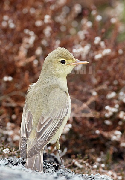 Spotvogel op de grond; Icterine Warbler on the ground stock-image by Agami/Markus Varesvuo,