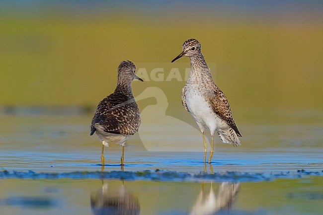 Wood Sandpiper (Tringa glareola), adults facing each other stock-image by Agami/Saverio Gatto,