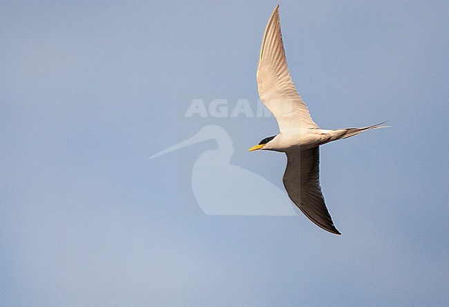 Adult River tern (Sterna aurantia) in flight, seen from below. stock-image by Agami/Marc Guyt,