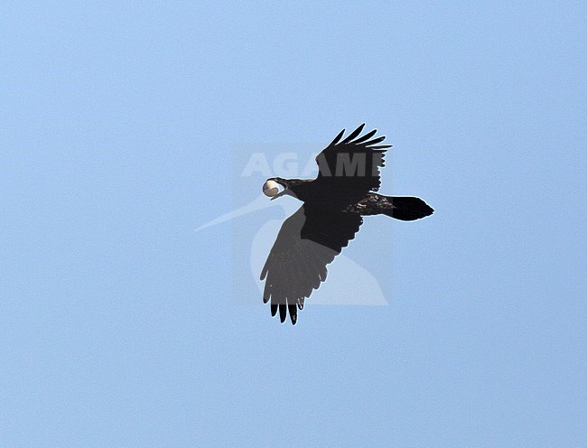 Adult Common Raven (Corvus corax) flying with a Greylag Goose egg in its beak in the Netherlands. stock-image by Agami/Edwin Winkel,