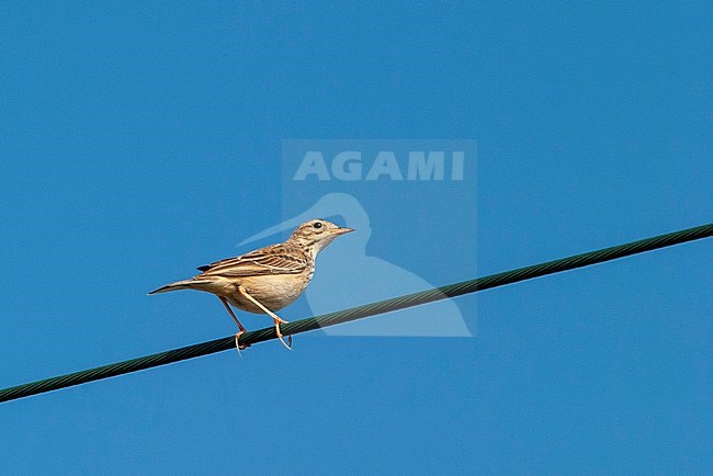 First-winter Blyth's Pipit (Anthus godlewskii) perched on electricity wire on Ouessant Island, Bretagne, in France. A rare Asian vagrant. stock-image by Agami/Rafael Armada,