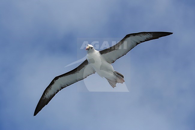 Atlantische Geelsnavelalbatros, Atlantic Yellow-nosed Albatross, Thalassarche chlororhynchos stock-image by Agami/Marc Guyt,