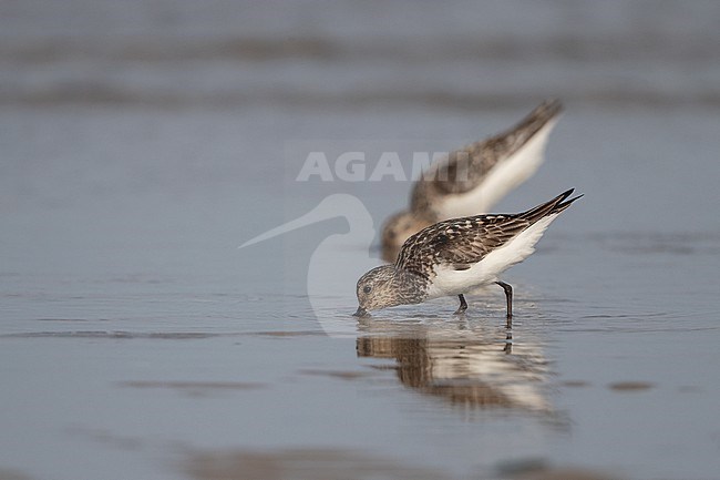 Adult Sanderling (Calidris alba) at the beach at Blåvandshuk, Denmark stock-image by Agami/Helge Sorensen,