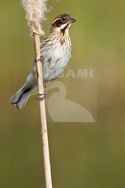 Vrouwtje Rietgors op lisdodde stengel Nederland, Common Reed Bunting on cattail stalk Netherlands stock-image by Agami/Wil Leurs,