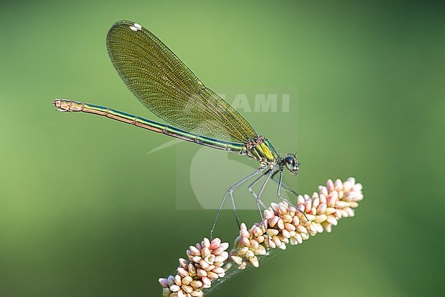 Banded Demoiselle (Calopteryx splendens), side view of an adult female perched on a plant, Campania, Italy stock-image by Agami/Saverio Gatto,