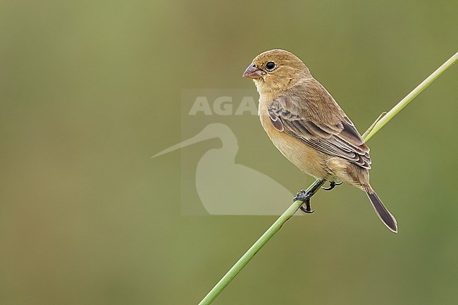 Chestnut Seedeater (Sporophila cinnamomea) Perched in grass  in Argentina stock-image by Agami/Dubi Shapiro,