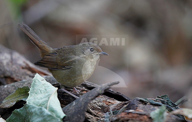 White-bellied Redstart (Luscinia phaenicuroides) female at Doi Lang,  Thailand stock-image by Agami/Helge Sorensen,