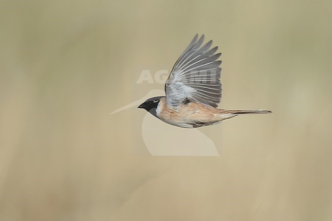 Male Ochre-rumped Bunting (Emberiza yessoensis continentalis) in breeding plumage. Side view of bird in flight. stock-image by Agami/Kari Eischer,