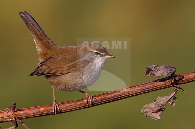 Cetti's Zanger; Cetti's Warbler; Cettia cetti stock-image by Agami/Daniele Occhiato,