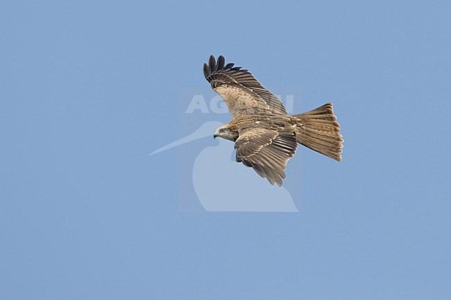 Black Kite flying; Zwarte Wouw vliegend stock-image by Agami/Daniele Occhiato,
