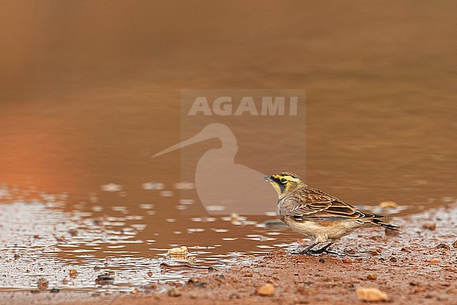 Shore Lark (Eremophila alpestris flava) during autumn migration on Helgoland, Germany. Drinking from rain water. stock-image by Agami/Marc Guyt,