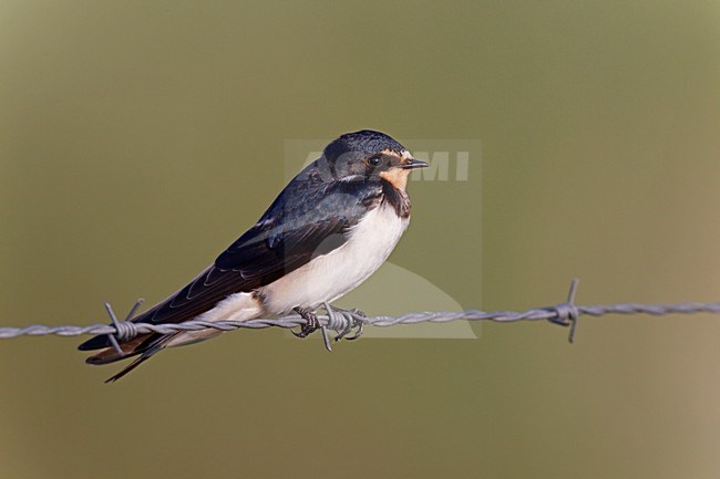 Boerenzwaluw zittend op prikkeldraad, Barn Swallow perched on barbed wire stock-image by Agami/Ran Schols,