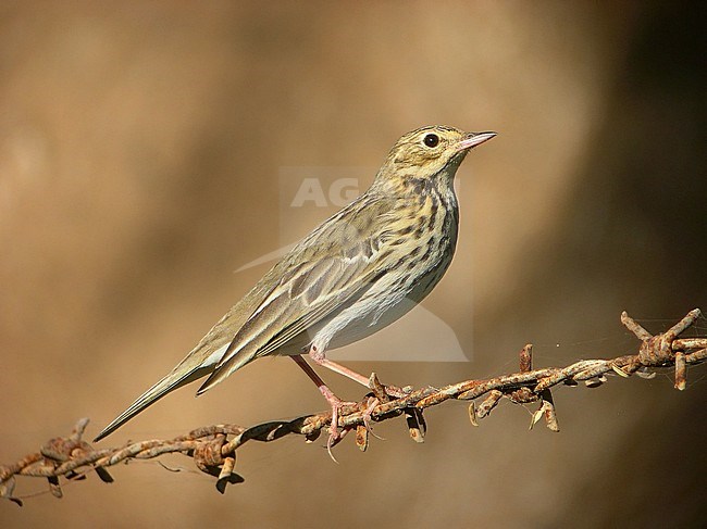 First-winter Tree Pipit (Anthus trivialis) during late autumn at Salalah in Oman. Perched on barbed wire. stock-image by Agami/Aurélien Audevard,
