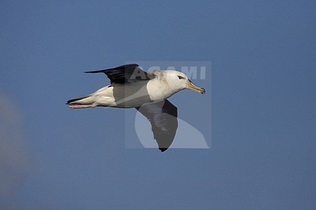 immature Black-browed Albatross flying above open ocean; onvolwassen Wenkbrauwalbatros vliegend boven de oceaan stock-image by Agami/Marc Guyt,