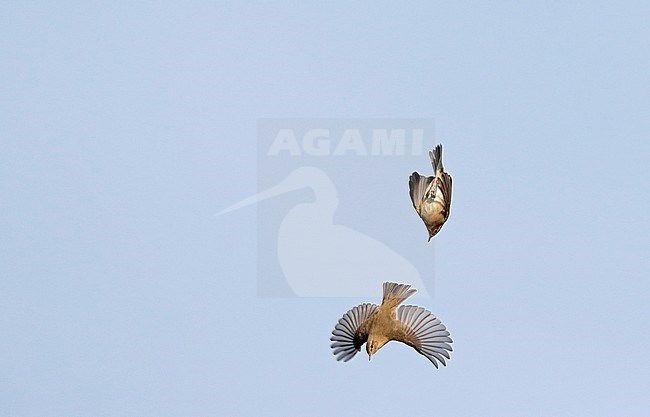 Common Chiffchaff (Phylloscopus collybita) migrating over inland site in the Netherlands. Seen from below. stock-image by Agami/Ran Schols,