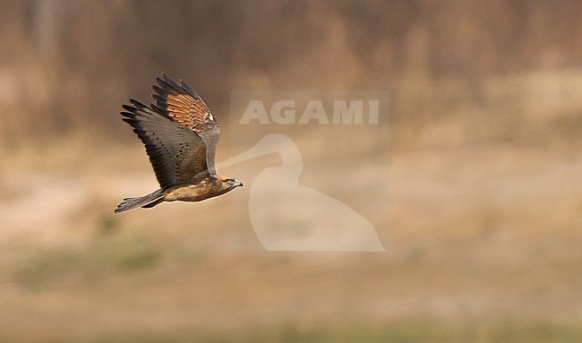 Grasshopper Buzzard, Butastur rufipennis, in West Africa. stock-image by Agami/Dani Lopez-Velasco,